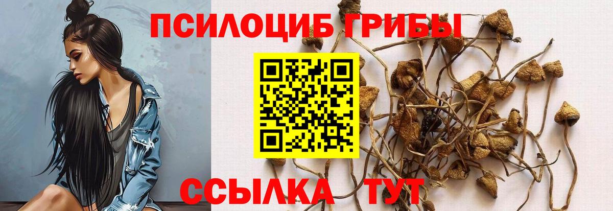 Галлюциногенные грибы Psilocybine cubensis Ковров